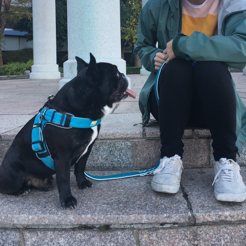 ハンター犬 ジャーマンペット